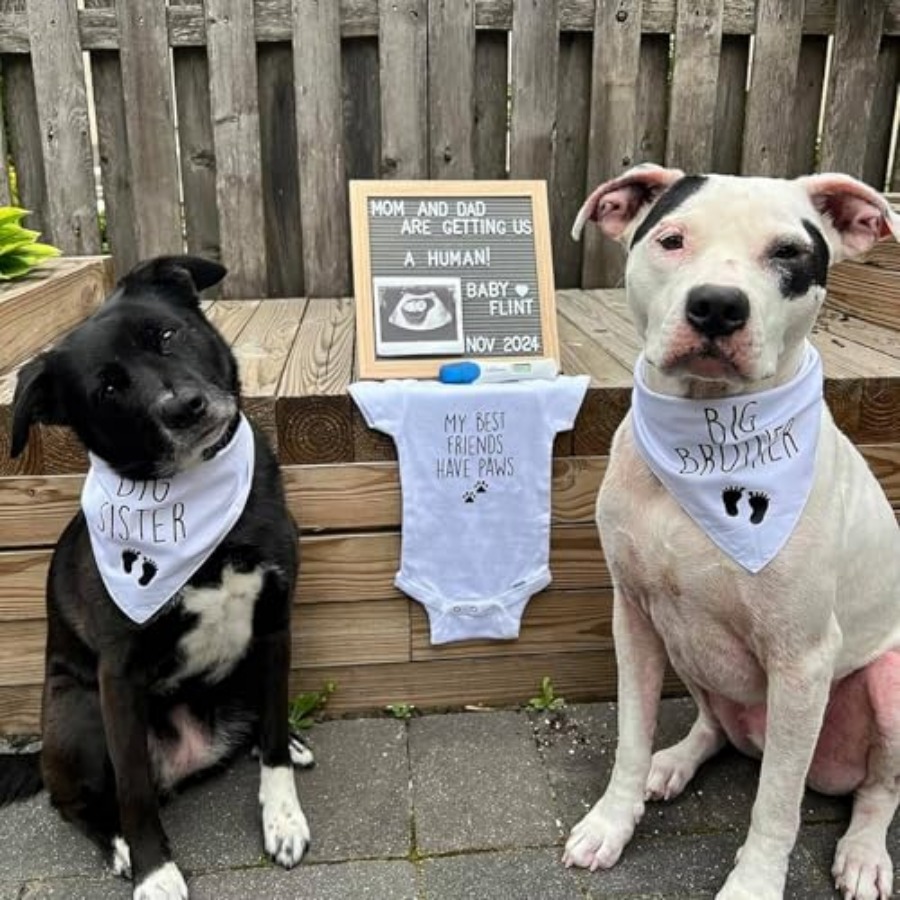Blank Dog Bandanas -1PCS, DIY  - Bandana Blank White บทวิจารณ์และราคา